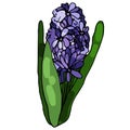 Blooming hyacinth on an isolated white background. The contour is drawn by hand. Jacinth for greeting cards, invitations, and more
