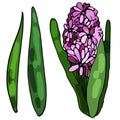 Blooming hyacinth on an isolated white background. The contour is drawn by hand. Jacinth for greeting cards, invitations, and more