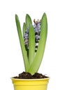 Blooming hyacinth