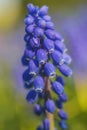 Blooming hyacinth