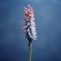 Blooming Hyacinth At Sunrise: A Photo-realistic Portrait In Lois Greenfield Style