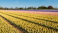 Blooming hyacinths in the field of a nursery