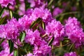 Flowers of pink japanese azalea Kermesina Rous or rhododendron simsii. Royalty Free Stock Photo
