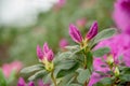 Blooming hybrid Azalia Rhododendron hybridum selection in a greenhouse. flower background. Soft focus Royalty Free Stock Photo