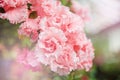 Blooming hybrid Azalia Rhododendron hybridum selection in a greenhouse. flower background. Soft focus Royalty Free Stock Photo