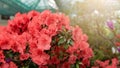 Blooming hybrid Azalia Rhododendron hybridum selection in a greenhouse. flower background. Soft focus Royalty Free Stock Photo