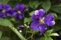 Blooming hybrid cultivar Jackman`s clematis Clematis x jackmani