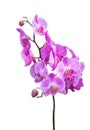 Blooming hybrid phalaenopsis orchids Fara 12