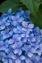 Blooming blue hydrangea with purple accents.
