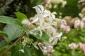 Blooming hydrangea bud, white garden flower. Hydrangea blossom close-up, delicate white petal and green foliage