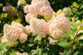 Blooming hydrangea buds in the garden Royalty Free Stock Photo