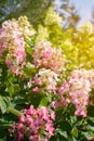 Blooming hydrangea buds in the garden Royalty Free Stock Photo