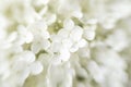 Blooming Hydrangea flower, Lensbaby shot