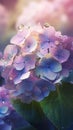 Blooming hydrangea flowers with drops of water close-up background.