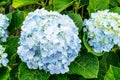 Blooming Hydrangea garden in architectural farm in Chiang Mai, Thailand