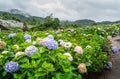 Blooming Hydrangea garden in architectural farm in Chiang Mai, Thailand