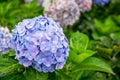 Blooming Hydrangea garden in architectural farm in Chiang Mai, Thailand