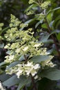 Blooming Hydrangea paniculata flower