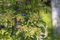 Blooming Hydrangea petiolaris, Southern Kuriles