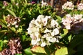 Blooming hydrangea in the summer garden