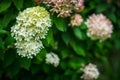 Blooming hydrangea `Vanille Fraise` in the garden