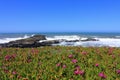 Bean Hollow Beach State Park, Pacific Coast with Blooming Ice Plants, Central California, USA Royalty Free Stock Photo