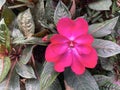 Blooming impatiens new guinea