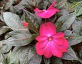 Blooming impatiens new guinea