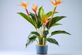 Blooming indoor exotic plant Strelitzia in flower pot in a lighted room. AI generated.