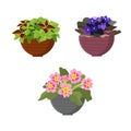 Blooming indoor plants in pots on a white background, isolate. Vector