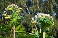 Blooming inflorescence of giant hogweed. Royalty Free Stock Photo