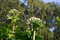 Blooming inflorescence of giant hogweed. Royalty Free Stock Photo