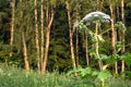 Blooming inflorescence of giant hogweed. Royalty Free Stock Photo