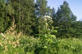 Blooming inflorescence of giant hogweed. Royalty Free Stock Photo