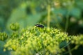 Black bug on the blooming inflorescence of giant hogweed.