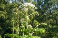 Blooming inflorescence of giant hogweed. Royalty Free Stock Photo