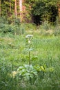 Blooming inflorescence of giant hogweed, poisonous weed, outstanding by its aggressive spreading, powerful growth and high surviva Royalty Free Stock Photo