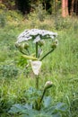 Blooming inflorescence of giant hogweed, poisonous weed, outstanding by its aggressive spreading, powerful growth and high surviva Royalty Free Stock Photo