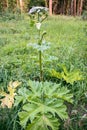 Blooming inflorescence of giant hogweed, poisonous weed, outstanding by its aggressive spreading, powerful growth and high surviva Royalty Free Stock Photo