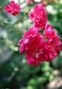 Blooming inflorescence of pink roses with beautiful green bokeh background Royalty Free Stock Photo