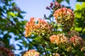 Blooming inflorescences of hawthorn Daurian in the soft light of summer morningCrataegus dahurica