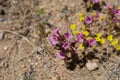 DIPLACUS BIGELOVII BLOOM - PIONEERTOWN MP - 050820 C