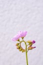 Blooming insectivorous Drosera capensis in close-up Royalty Free Stock Photo