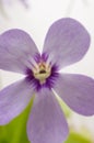 Blooming insectivorous Pinguicula tina in close-up