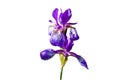 Blooming iris Royalty Free Stock Photo