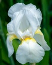 Beautiful blooming white Iris in early spring