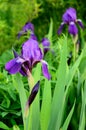 Blooming Iris