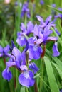 Blooming Iris Royalty Free Stock Photo