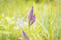 A blooming iris Bud. Close up. Selective focus Royalty Free Stock Photo