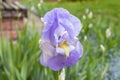 A blooming iris Bud. Close up. Selective focus Royalty Free Stock Photo